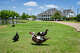 Invasive Muscovy ducks roam the grounds at The Club at Pecan Grove in Richmond, where officials say the growing population has become a major problem.