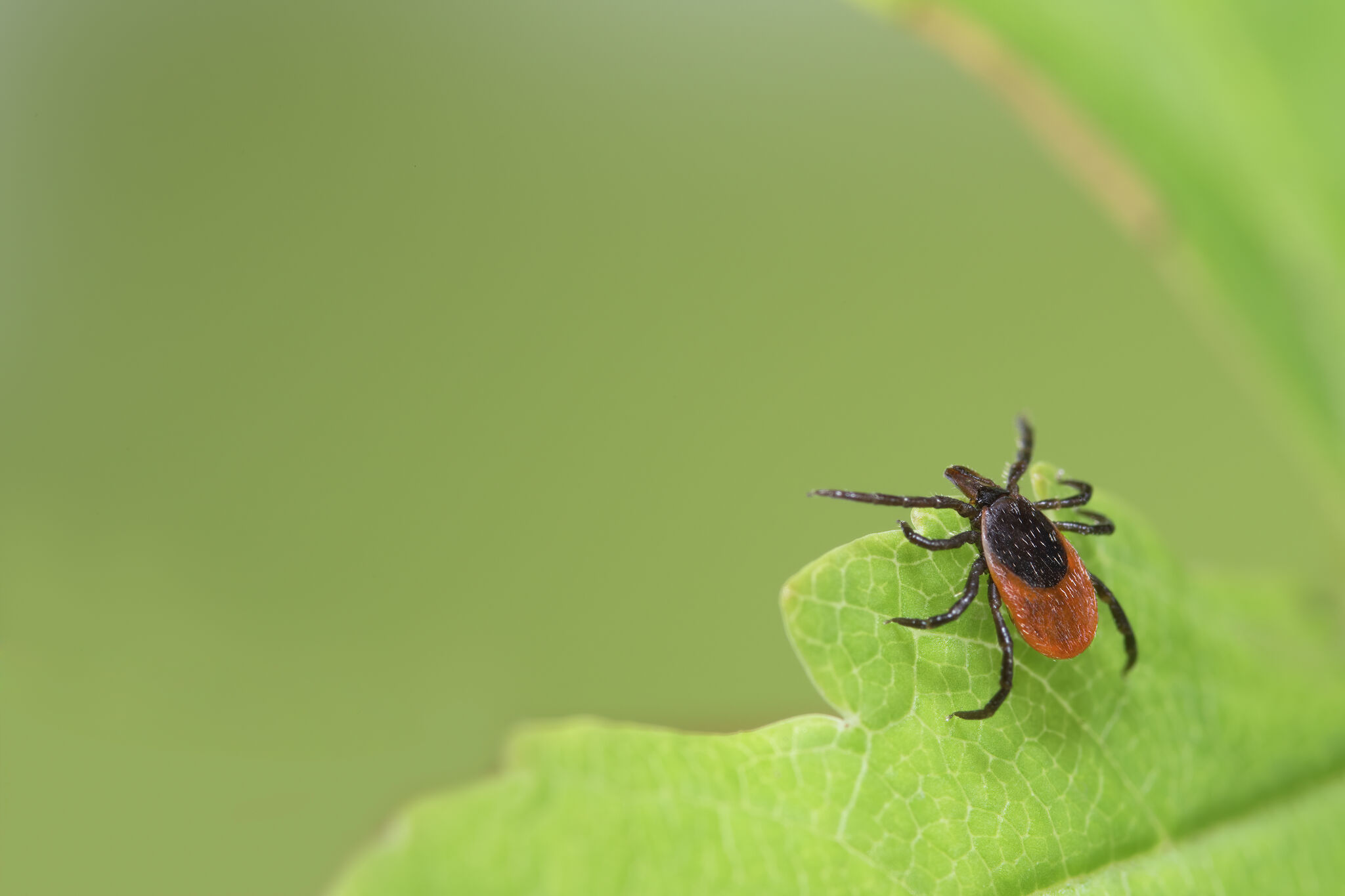 Michigan tick outlook: 5 tick species to know about this summer