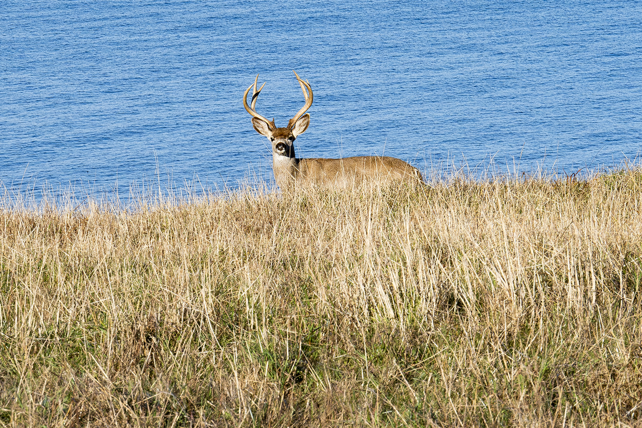 Deer seen swimming in SF Bay far from shore