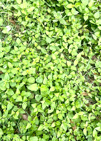 Horseherb in zoysia? Texas gardening expert answers.