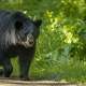 Black bears in Texas are mostly confined to the Big Bend National Park area. One black bear has recently been seen cavorting through East Texas.