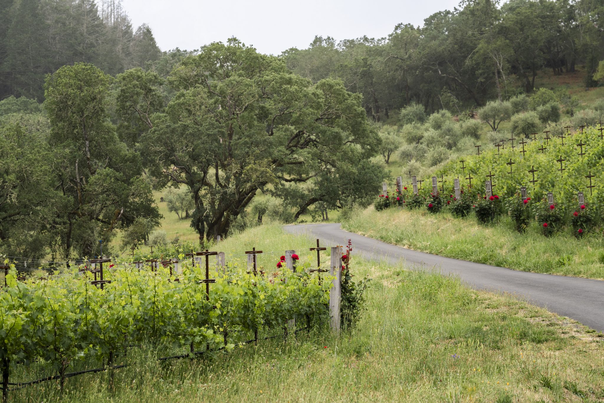 sfchronicle.com - Jess Lander - This little known wine brand just scooped up a piece of a $65 million legacy Napa Valley estate