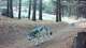 Gray wolf enters Sequoia National Park for the first time in over a century