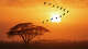 A group of Egyptian geese fly during a spectacular sunset over Amboseli National Park, Kenya.