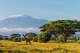 A Masai giraffe in front of Kilimanjaro mountain in Amboseli National Park, Kenya.