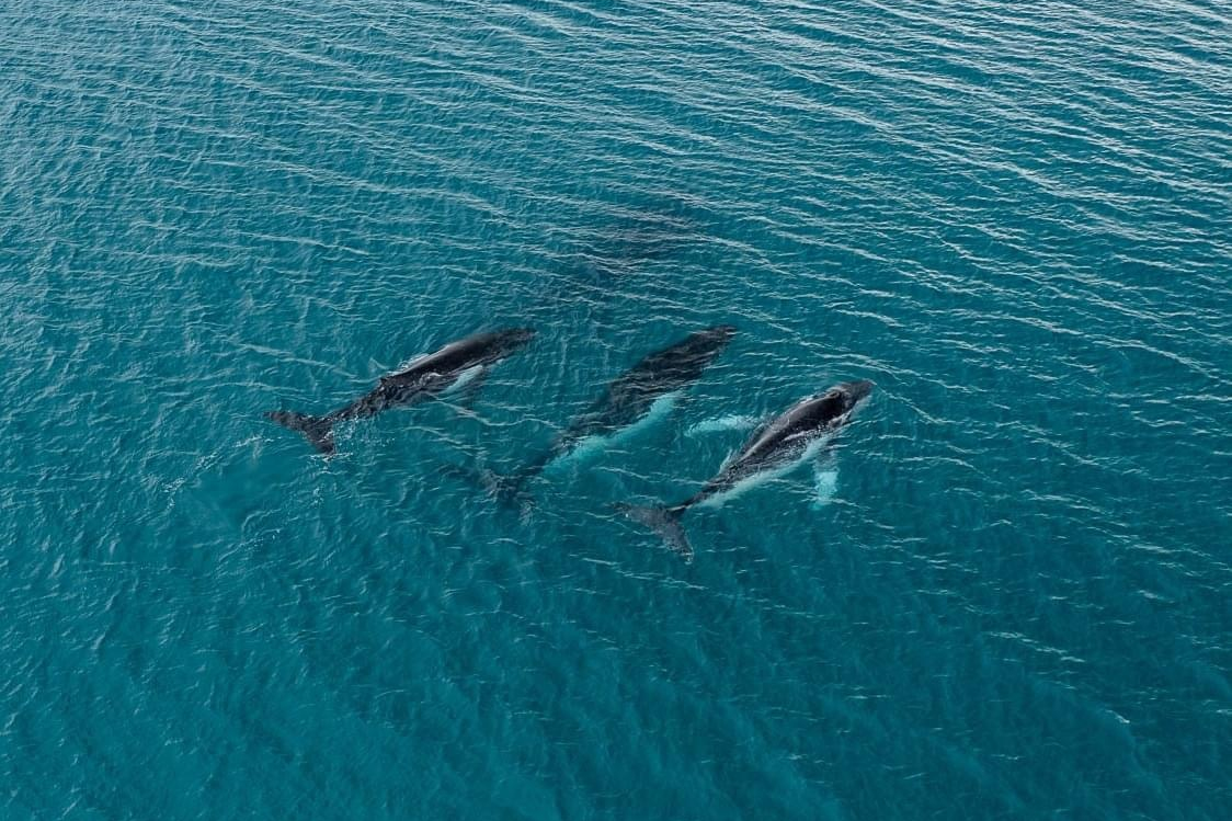 Two humpback whales set records swimming between Australia and Brazil