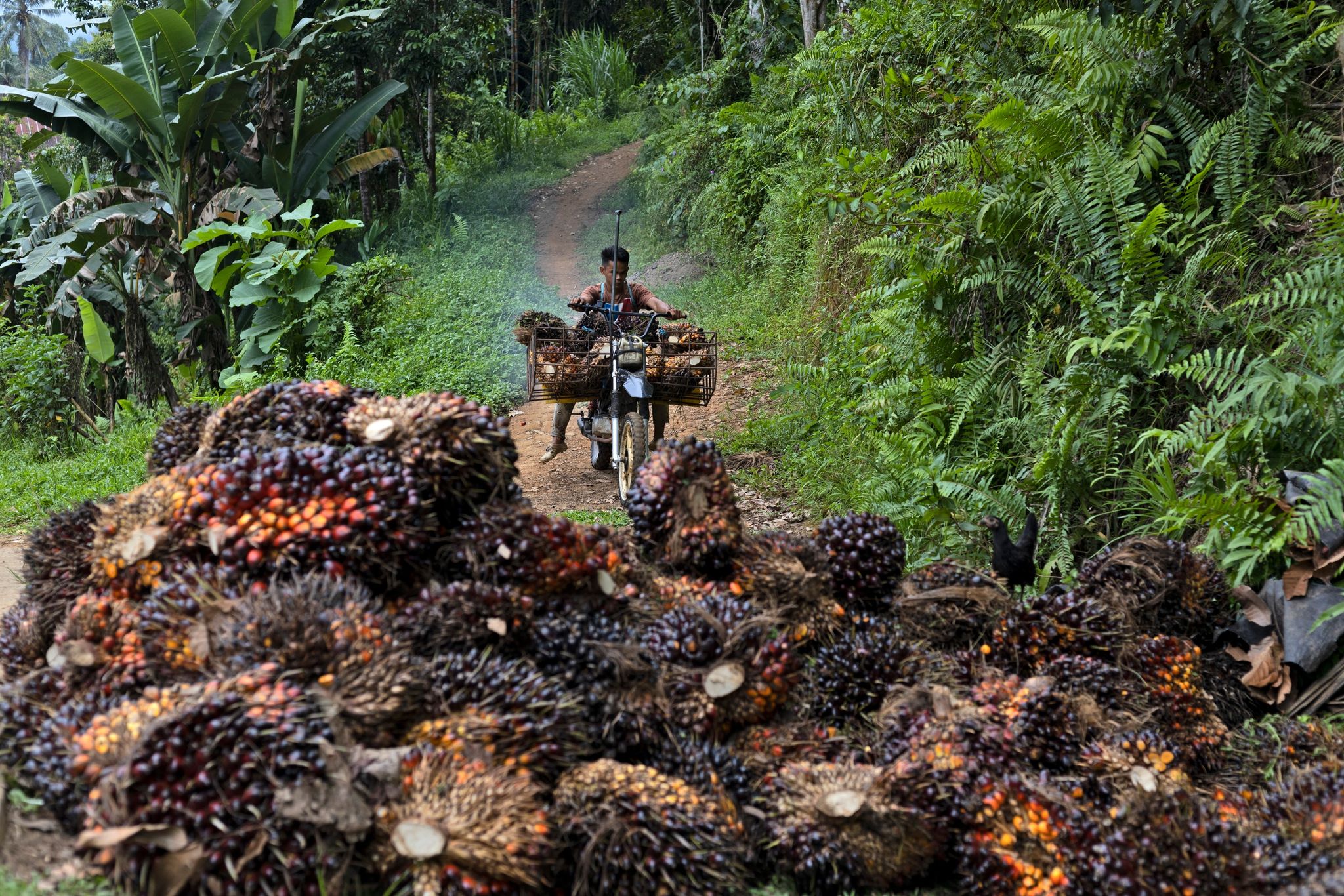 chron.com - EDNA TARIGAN and ANTON L. DELGADO - Indonesia tightens control over key commodities in major trade takeover, influencing global exports