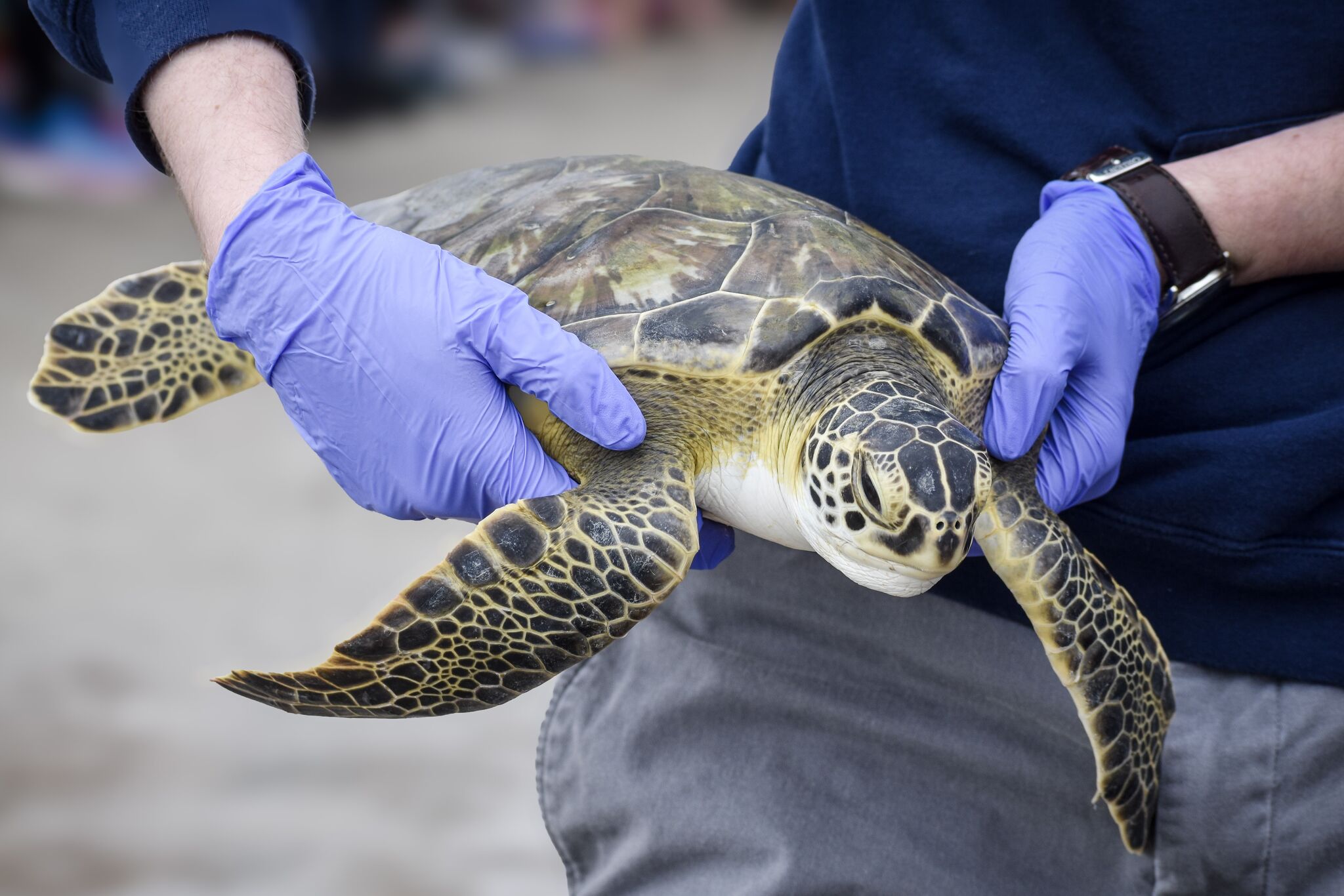 chron.com - Ariana Garcia - Texas is about to get a huge new hospital for rescued sea turtles