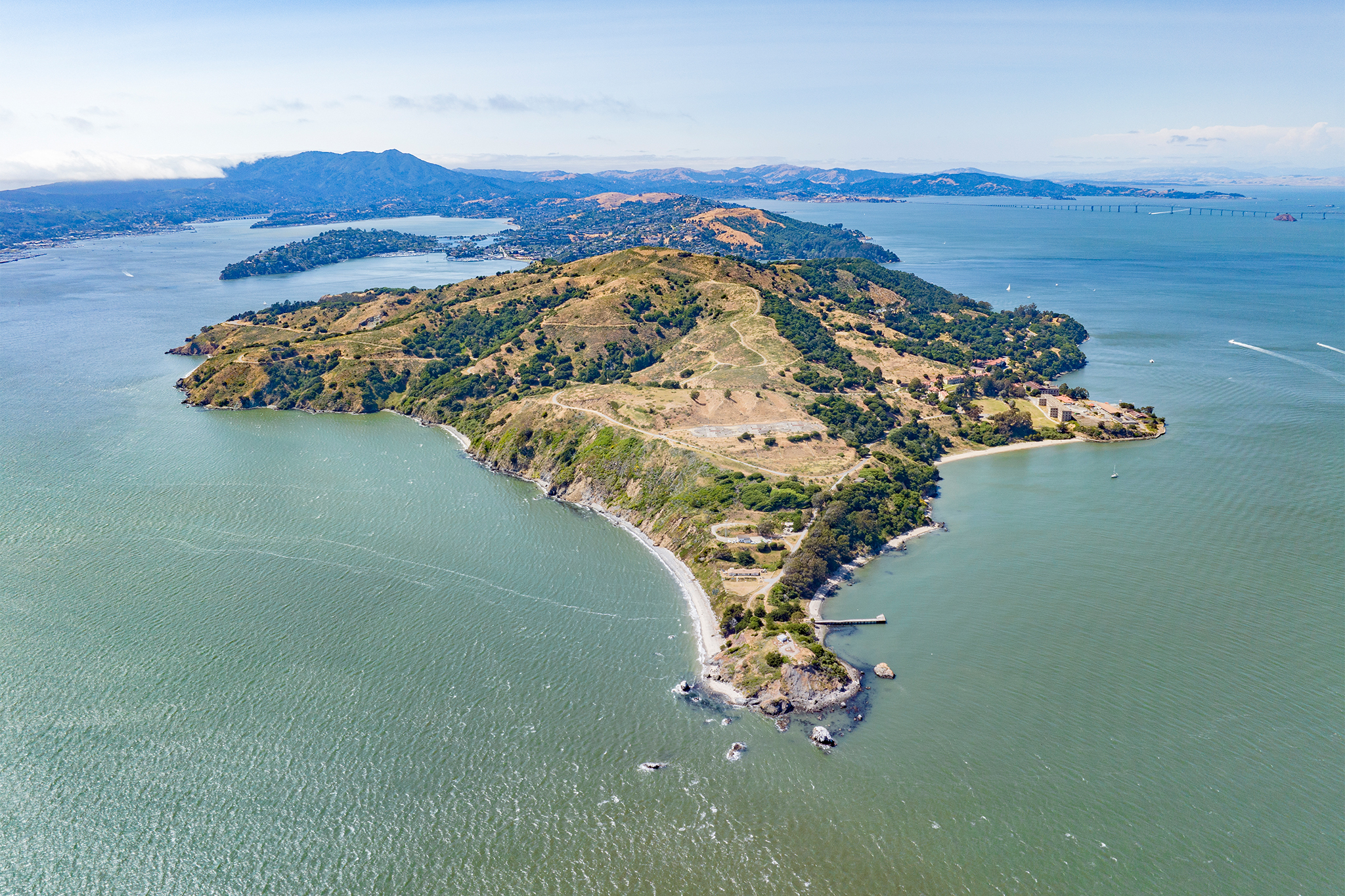 Whales keep dying in San Francisco Bay. Can AI save them?