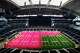 The pink glow of specialized LED grow lights illuminates the mats of sod laid inside of AT&T Stadium, May 14, 2026.