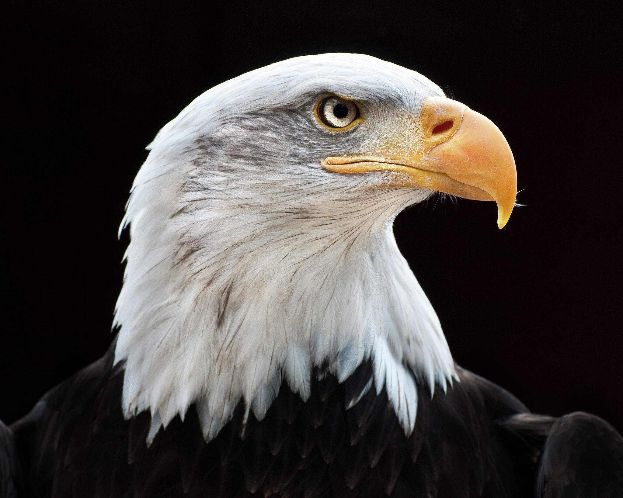 U.S. Postal Service honors bald eagle with new stamp series