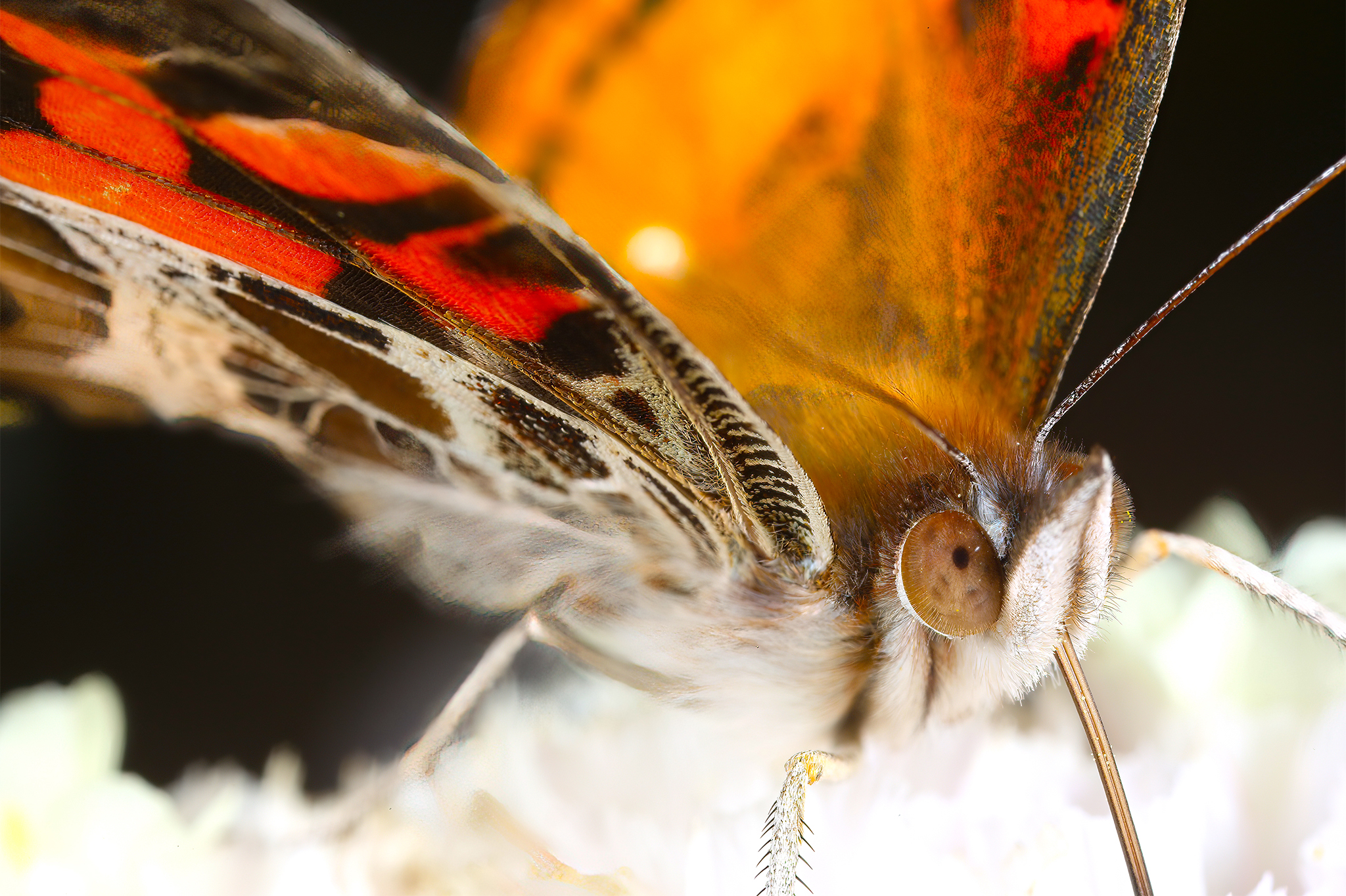 Santa Cruz is in the midst of a rare butterfly frenzy