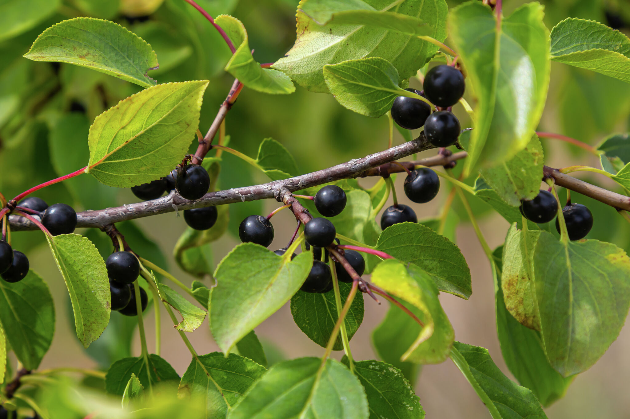 Pear Tree Michigan Michigan adds six plants to invasive species lists