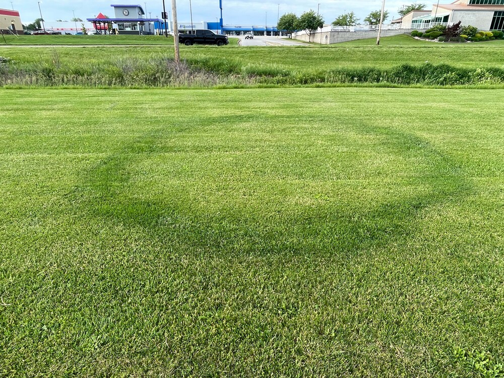 'Fairy rings' common, but not at all magical