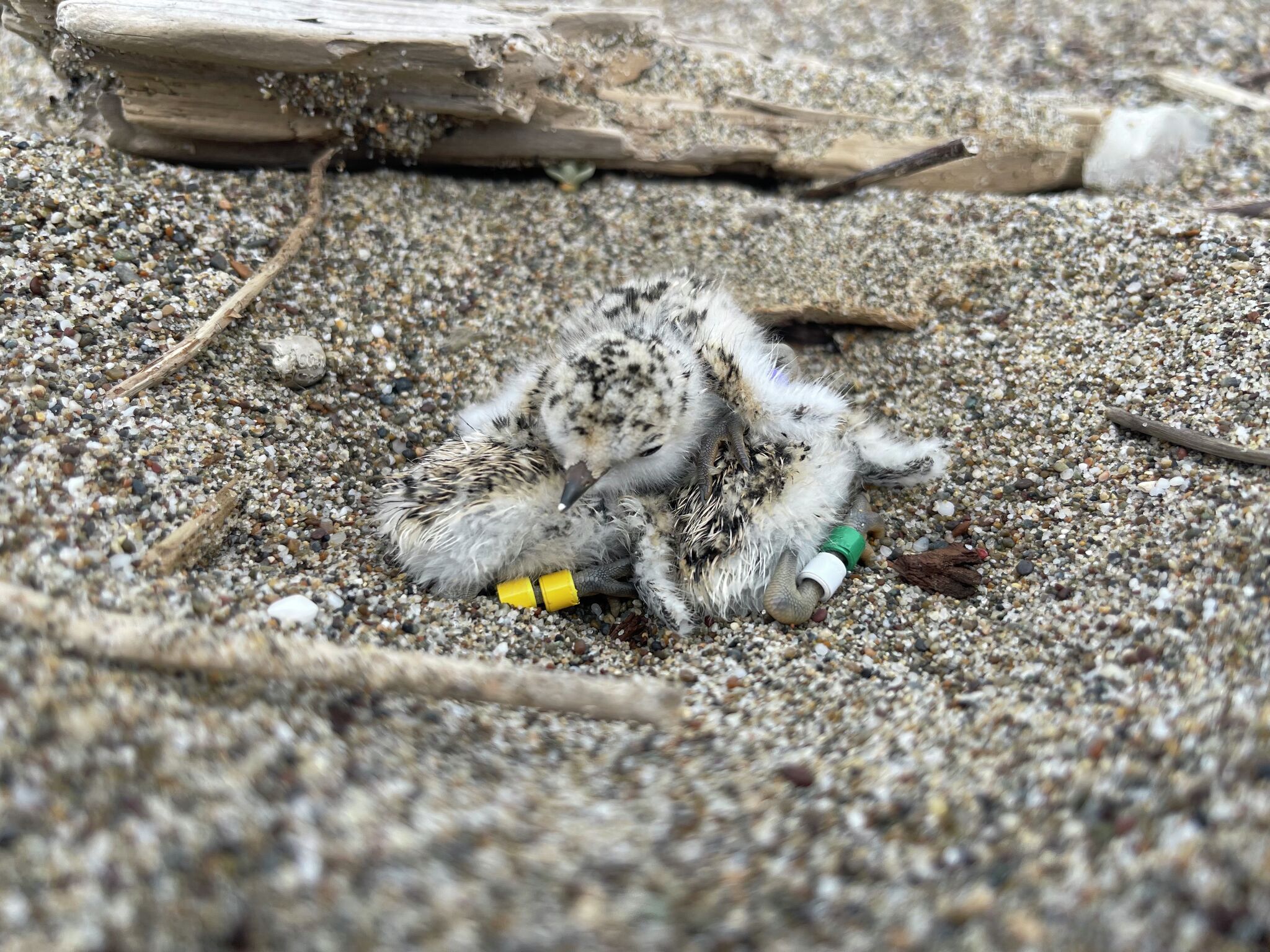 Threatened chicks close popular Point Reyes beach