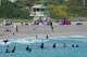 FILE - Surfers gather off shore waiting for a wave, Thursday, Feb. 3, 2022, Haulover Park in Miami Beach, Fla.