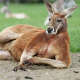 Police had to capture a kangaroo on the loose in Waco, Texas. 
