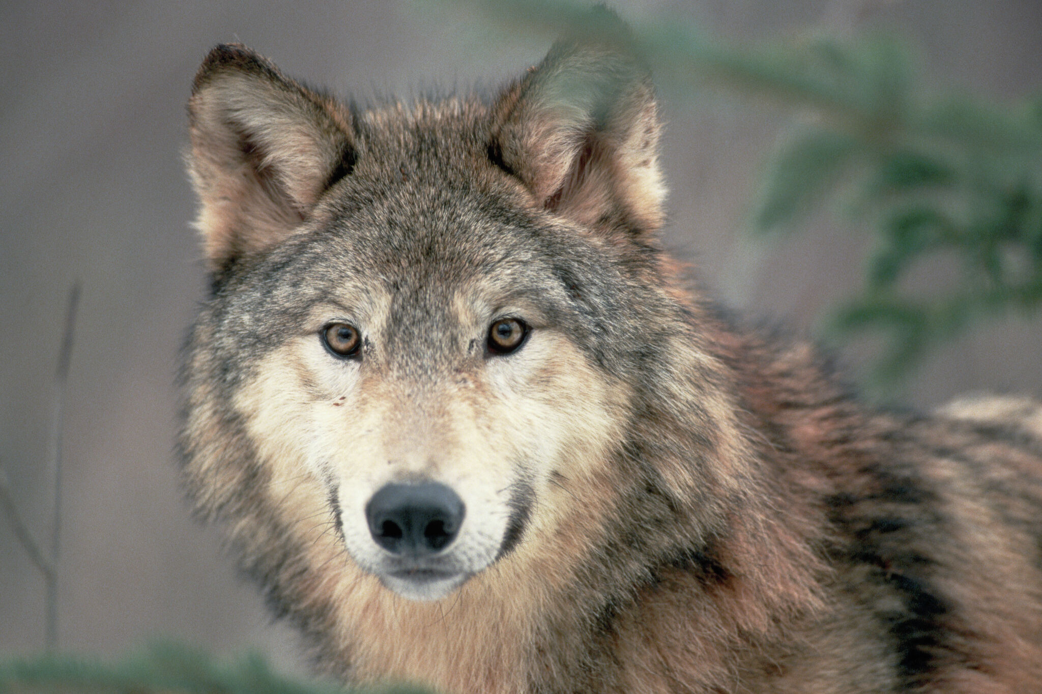 Michigan House bill would require Upper Peninsula wolf hunt