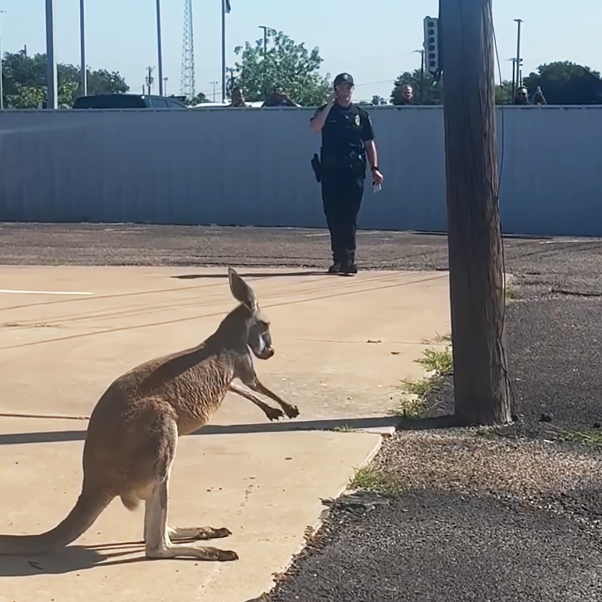 Officers Capture Loose Kangaroo After Quick Pursuit In Local Area