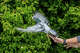 Las palomas podrían orientarse con el hígado, según estudio