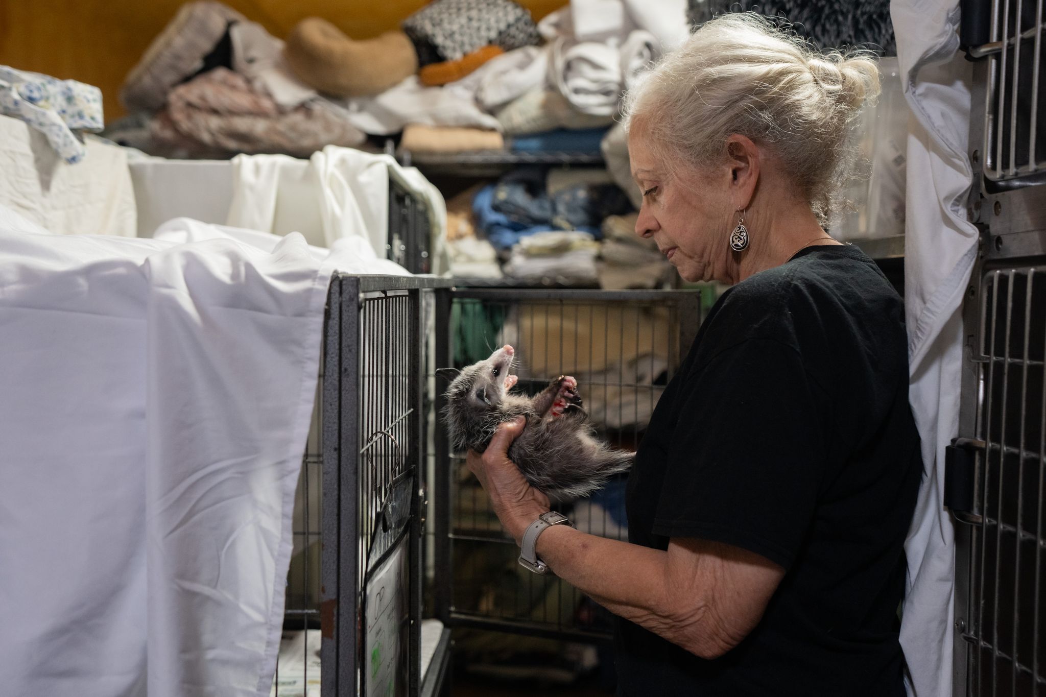 Storms send hundreds of orphaned baby animals to Georgetown wildlife center