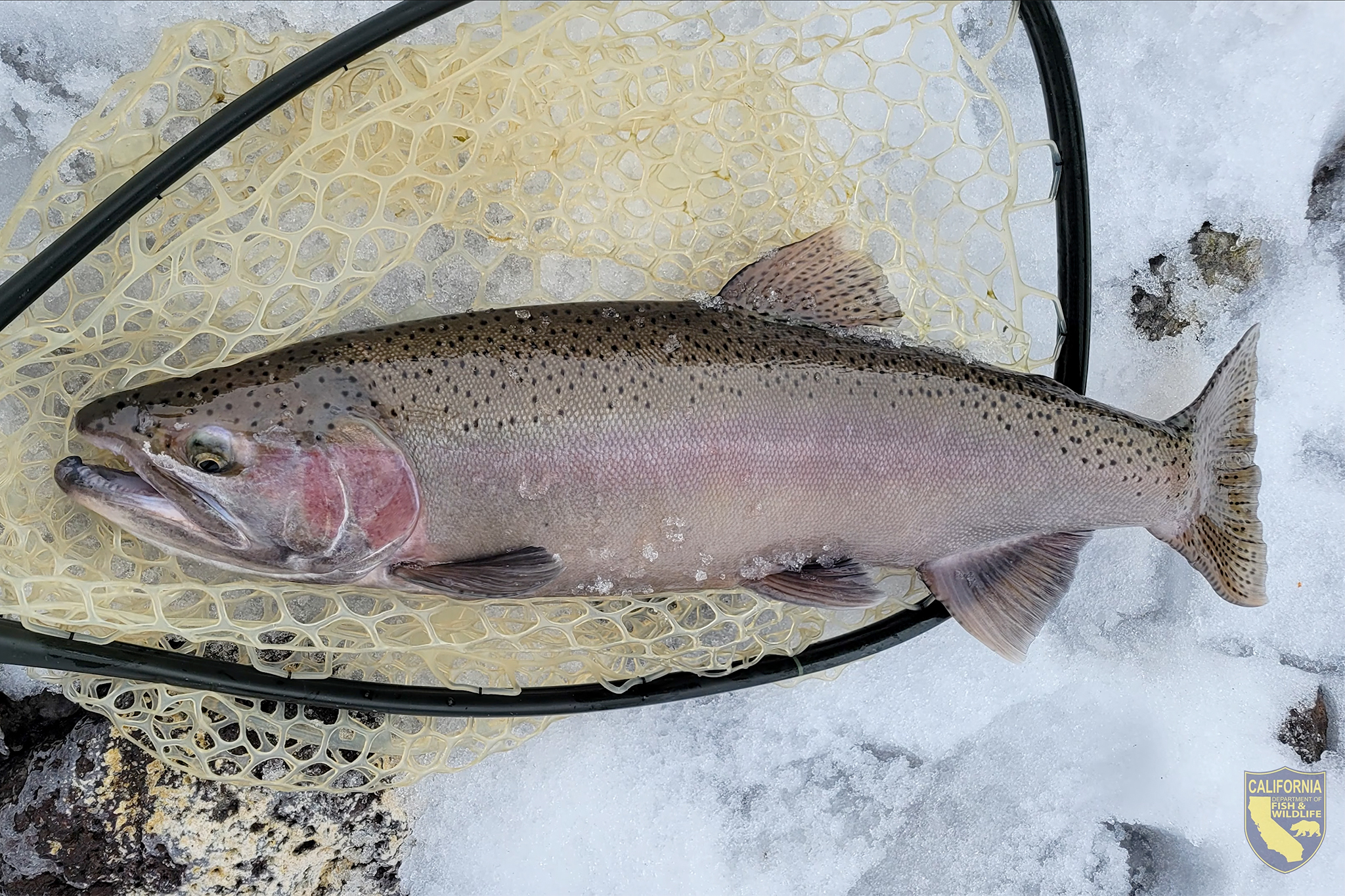 Calif. biologists rescued 5,800 rainbow trout from a fast-drying creek