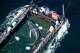 FILE - The humpback whale recovered from a shallow bay off Wismar is being transported towards the North Sea in a flooded cargo ship just before the Danish border in Fehmarn, Germany, April 29, 2026. (Philip Dulian/dpa via AP, File)