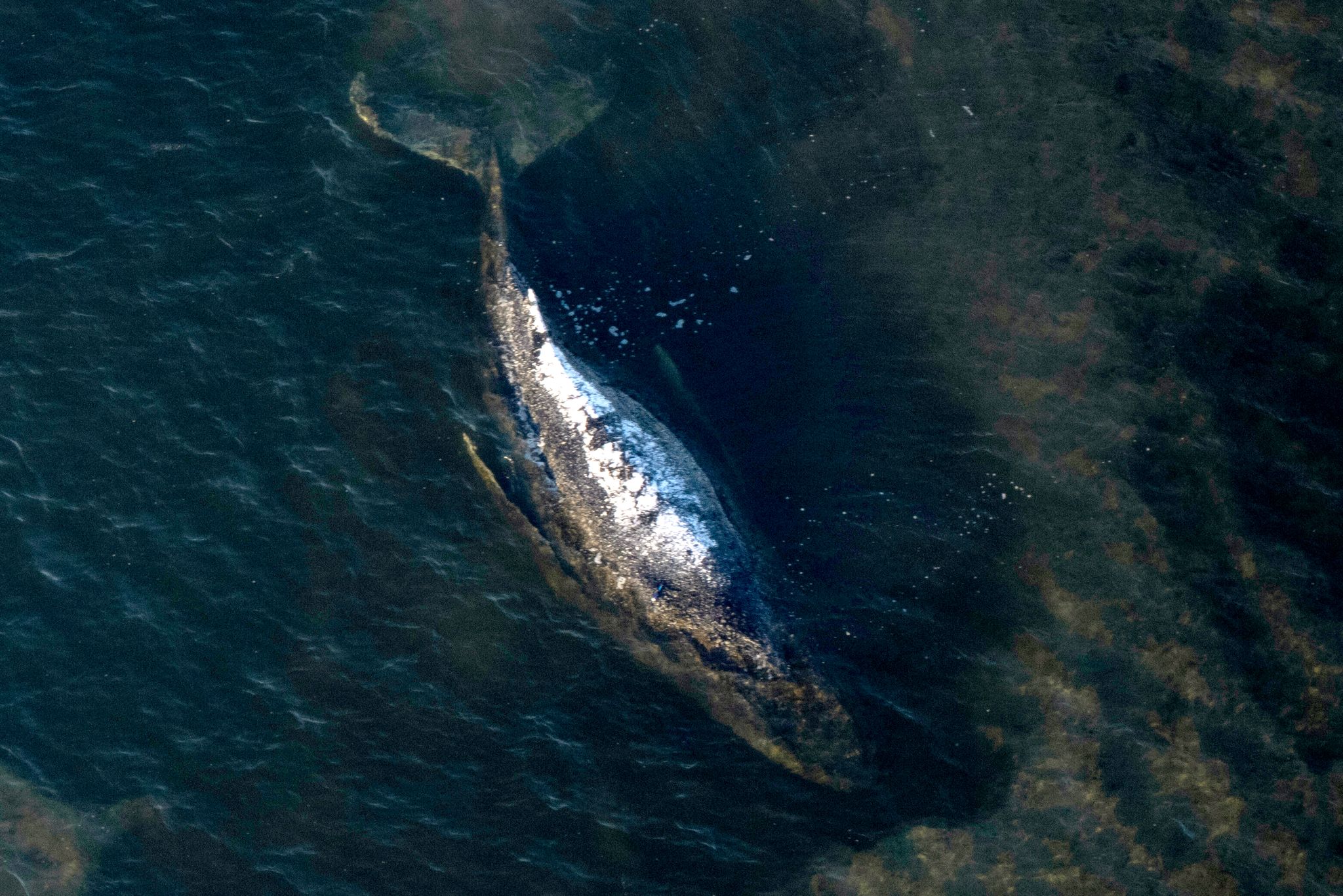 デンマークでザトウクジラの死骸が打ち上げられ、来週解剖が予定されている