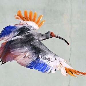 8 crested ibises released in Japan decades after extinction