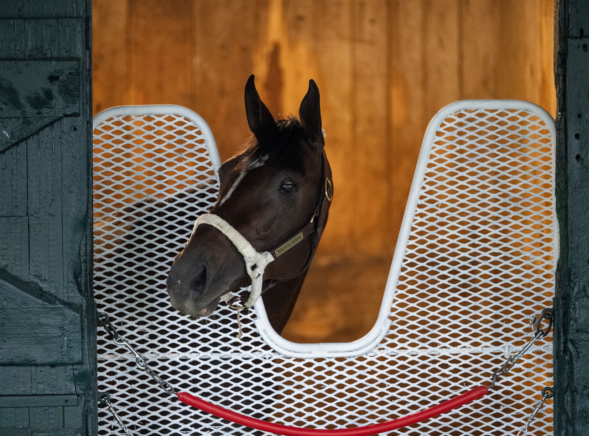 Golden Tempo arrives in Saratoga ahead of 2026 Belmont Stakes