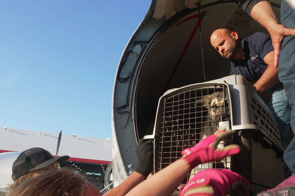 Corey Steele, Director of Veterinary Public Health, at Harris County Public Health, helps move a crated puppy into a turboprop plane chartered by Wings of Rescue, a nonprofit best known for flying at-risk pets out of disaster areas. Houston PetSet, along 5 local rescues, coordinated an animal transport with Wings of Rescue on May 14, 2026 at William P. Hobby Airport in Houston, TX. They airlifted 160 dogs and cats from across the city to receiving shelters in Minnesota.