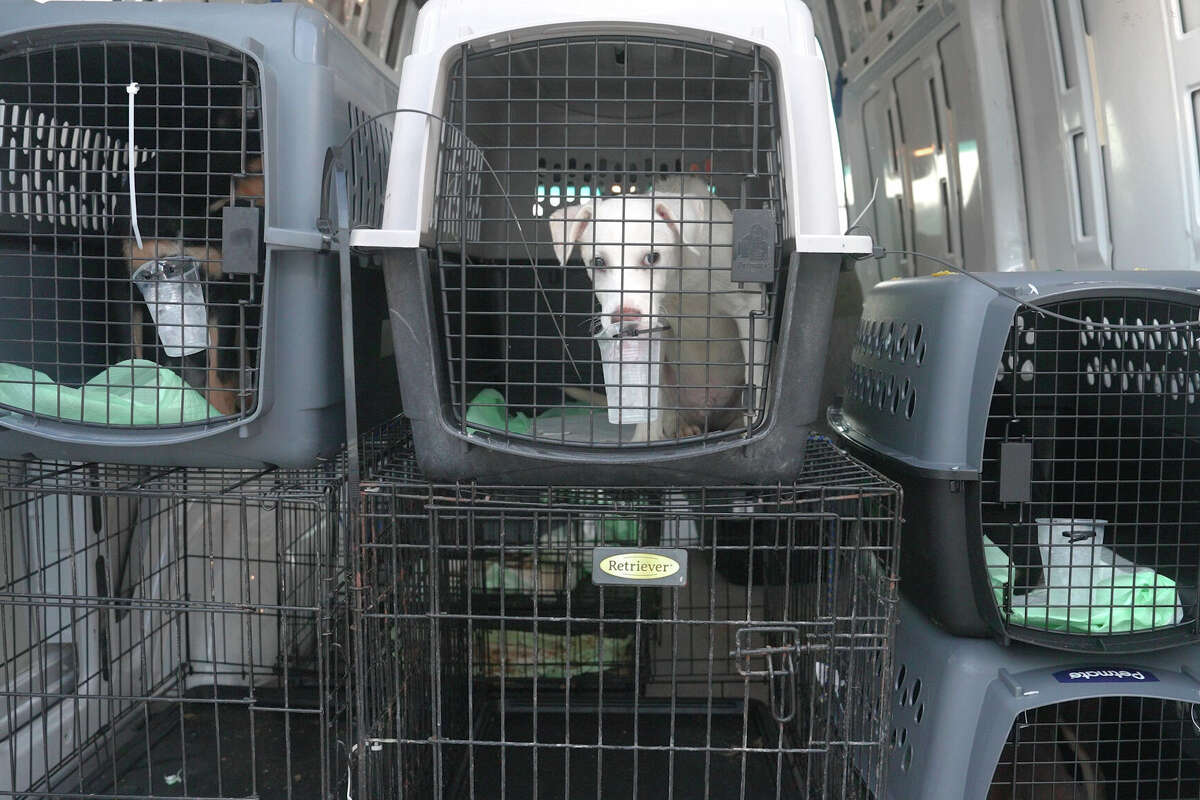 Houston PetSet, along 5 local rescues, coordinated an animal transport with Wings of Rescue on May 14, 2026 at William P. Hobby Airport. They airlifted 160 dogs and cats from across the city to receiving shelters in Minnesota.