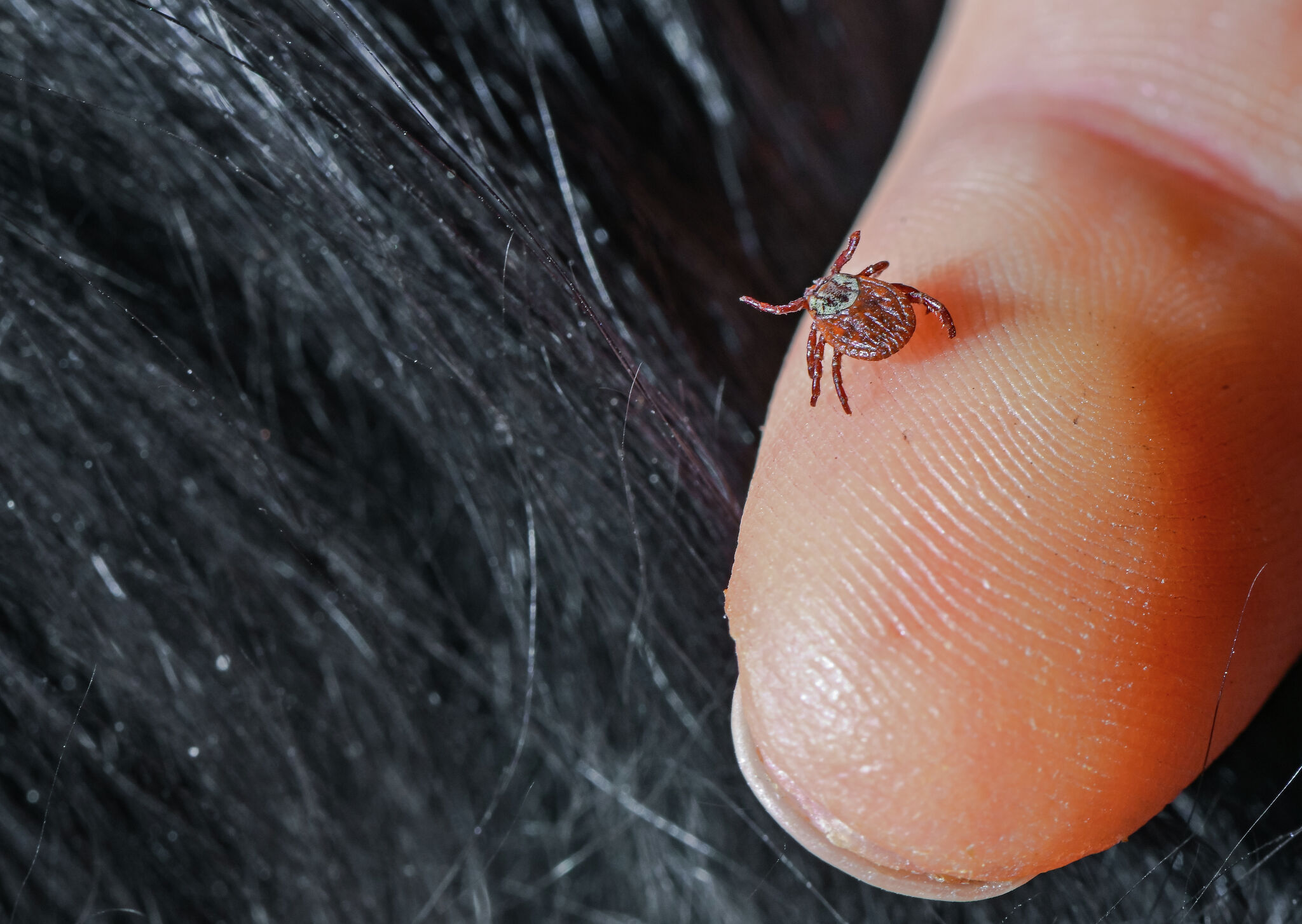 LAPS warns pet owners about tick-borne illnesses during tick season