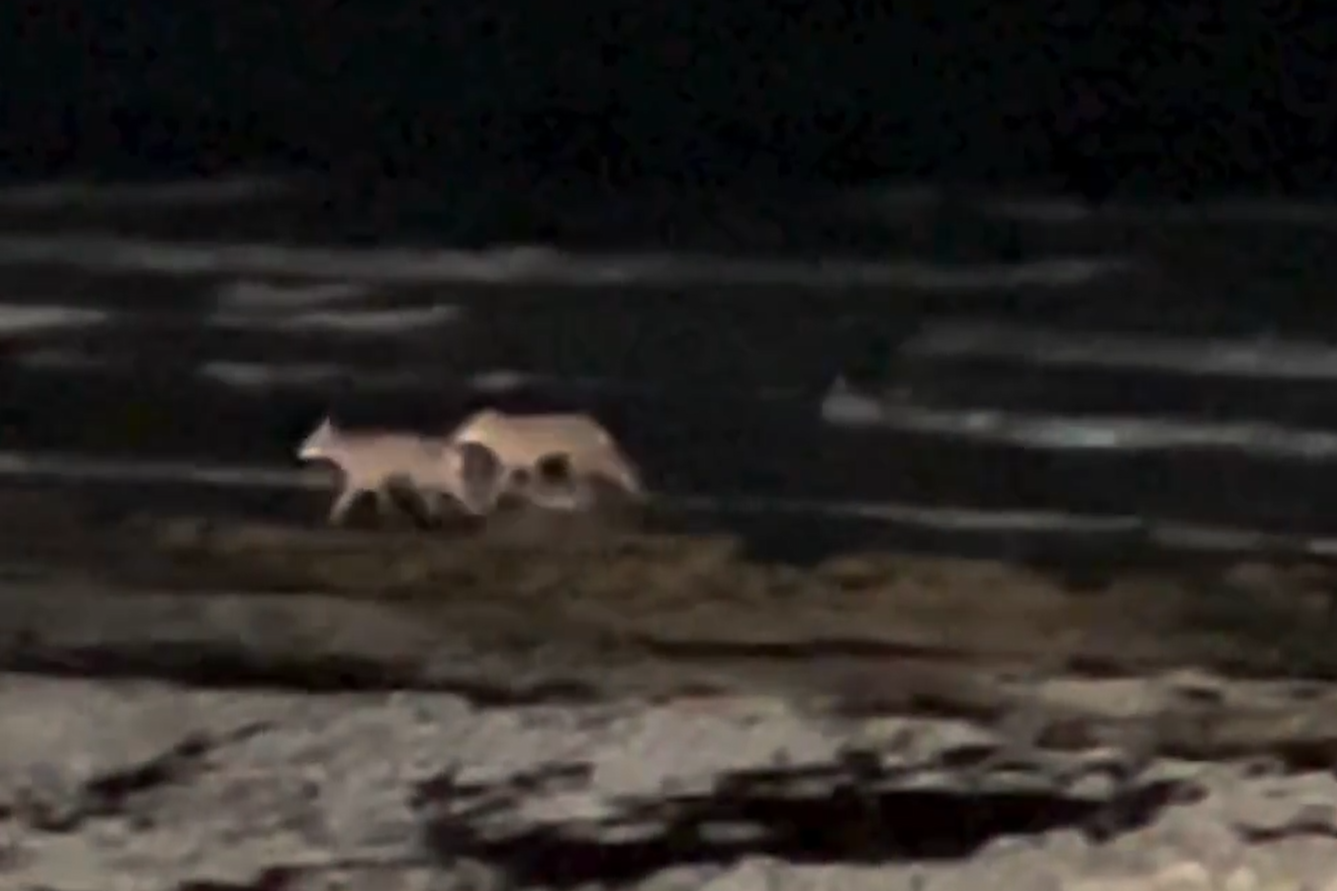 Video shows a side of Texas coyotes few people ever see