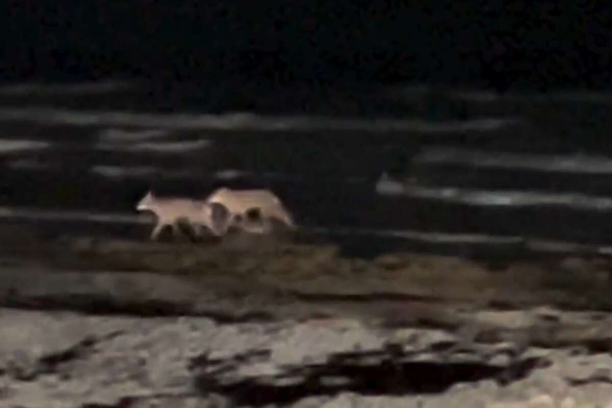 Coyotes play in the surf on Galveston Island in a video shared by Galveston Island State Park. 