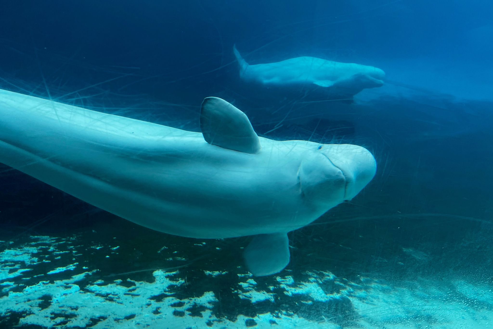 カナダ政府、閉鎖されたマリンランドパークから米国とスペインにクジラを移動させる計画を支持