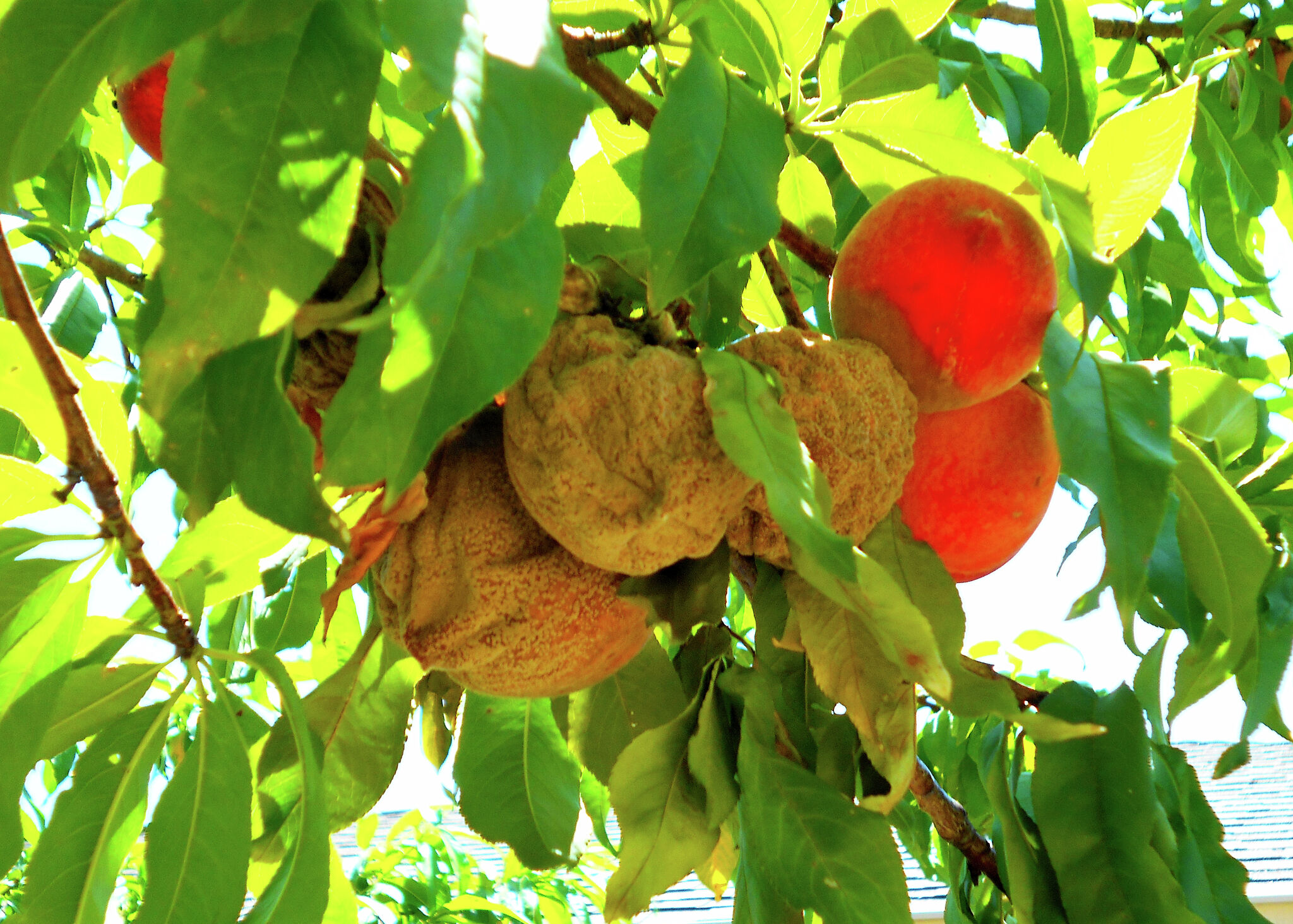 Find tips on treating loquat lace bugs, St. Augustine fungus and peach brown rot, plus advice on bluebonnets and crape myrtles.