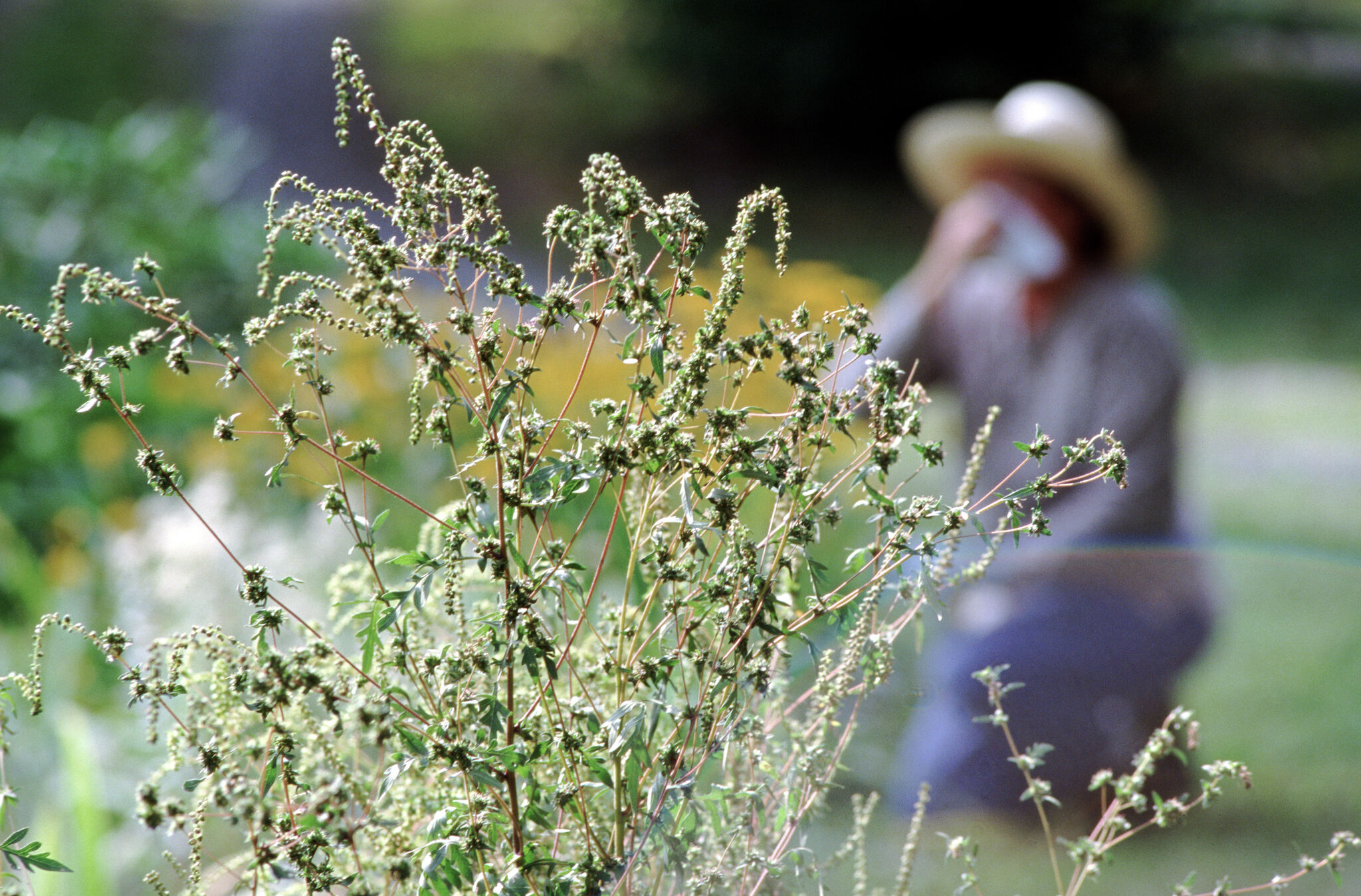 Why Connecticut’s allergy season is getting worse
