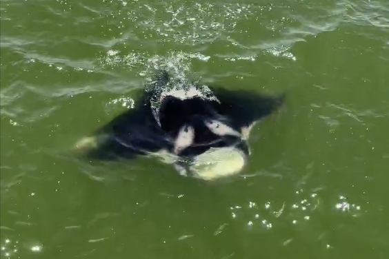 A giant visitor stunned anglers off the Texas coast. Now experts know why.