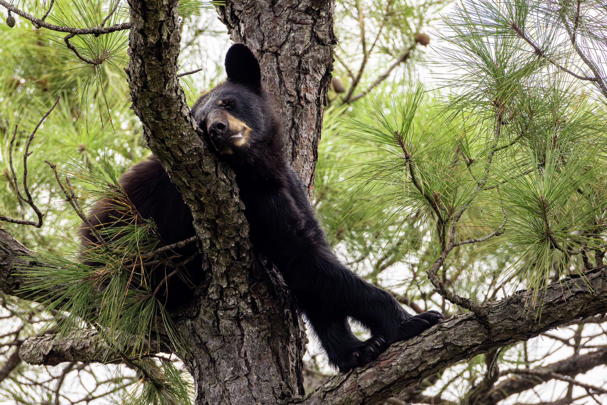 Mt. Pleasant bear rescue highlights growing black bear range in Michigan
