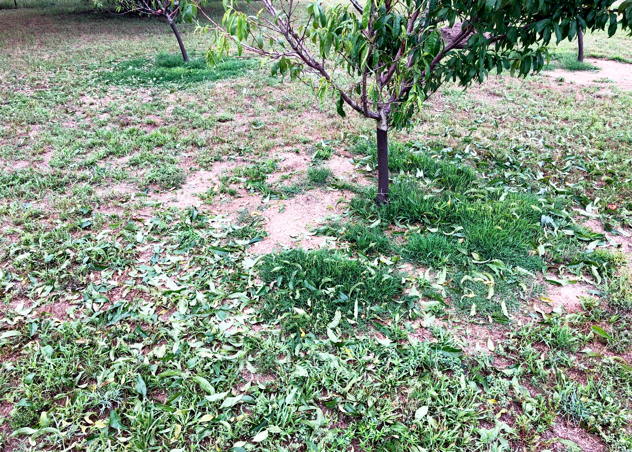 How close can a new home foundation be to a native oak tree?