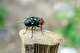 The USDA plans to release 4 million sterile flies to combat the outbreak.