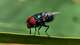 The resurgence of the New World screwworm in Texas has some North Texans concerned about their pet’s safety. Here’s what a veterinarian recommends.