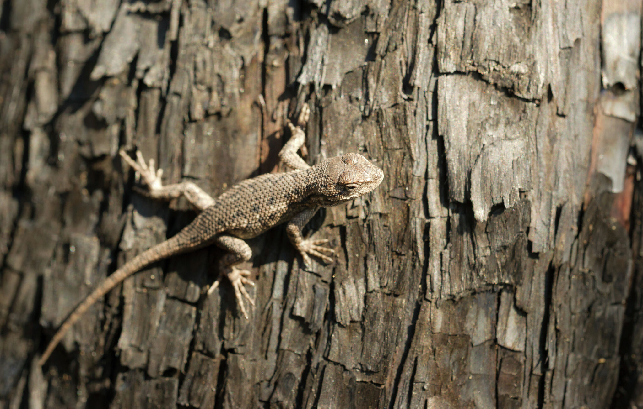 chron.com - Timothy Malcolm - Rare lizard may lose endangered species status in Texas battle