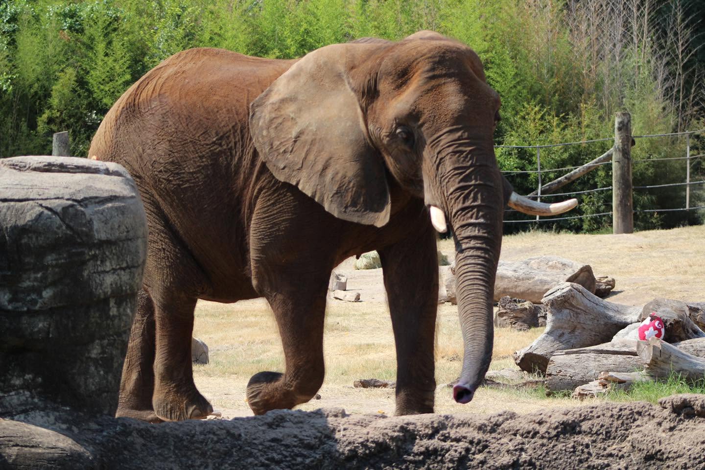 Elephants are disappearing from zoos. A Texas zoo just became the latest example