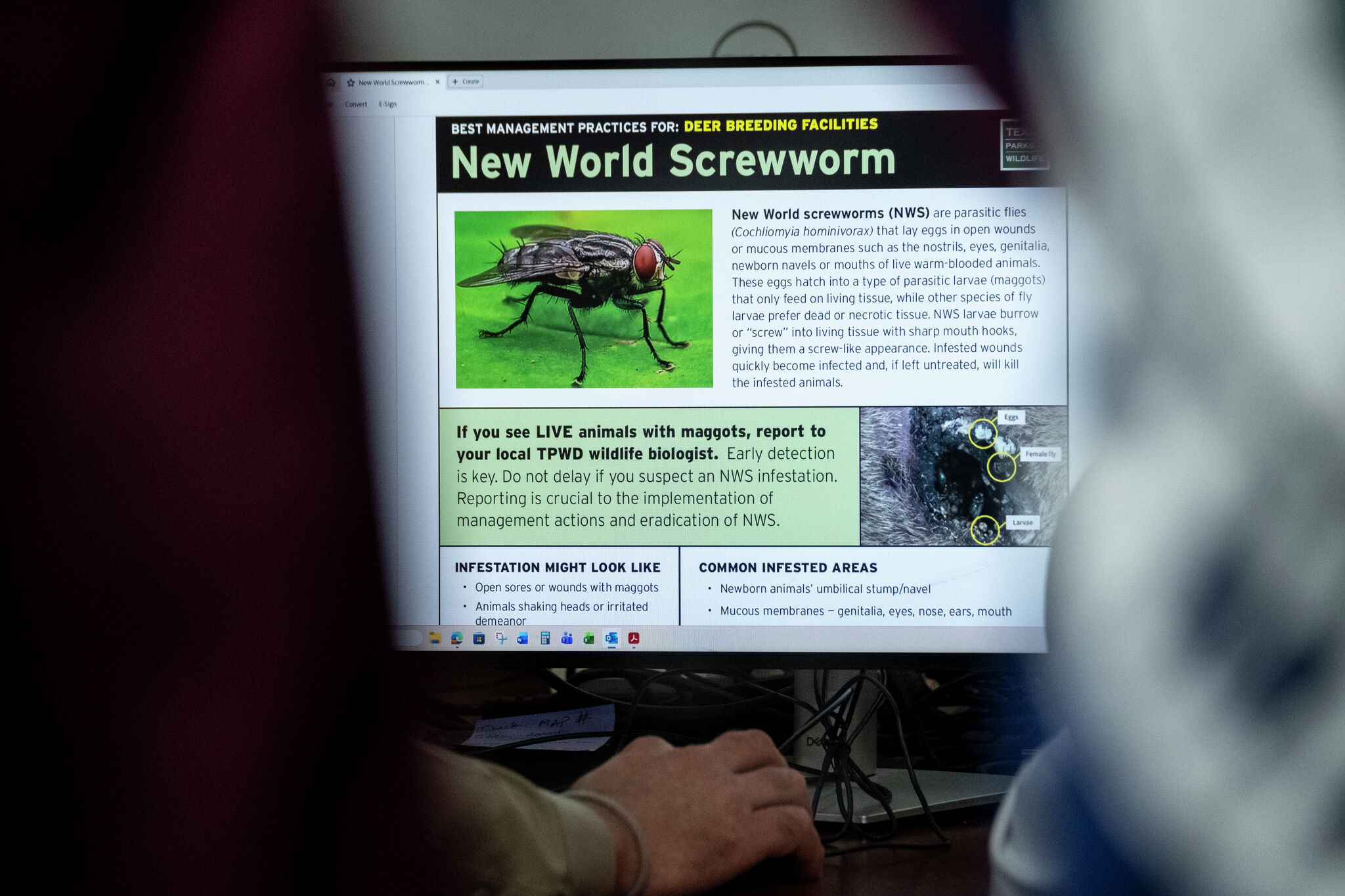 Beaumont warns of screwworm risk for pets, livestock