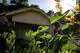 Angella Martin stands in the garden in her front yard and talks about changes in the Queen City neighborhood of Dallas, Tuesday, June 9, 2026.