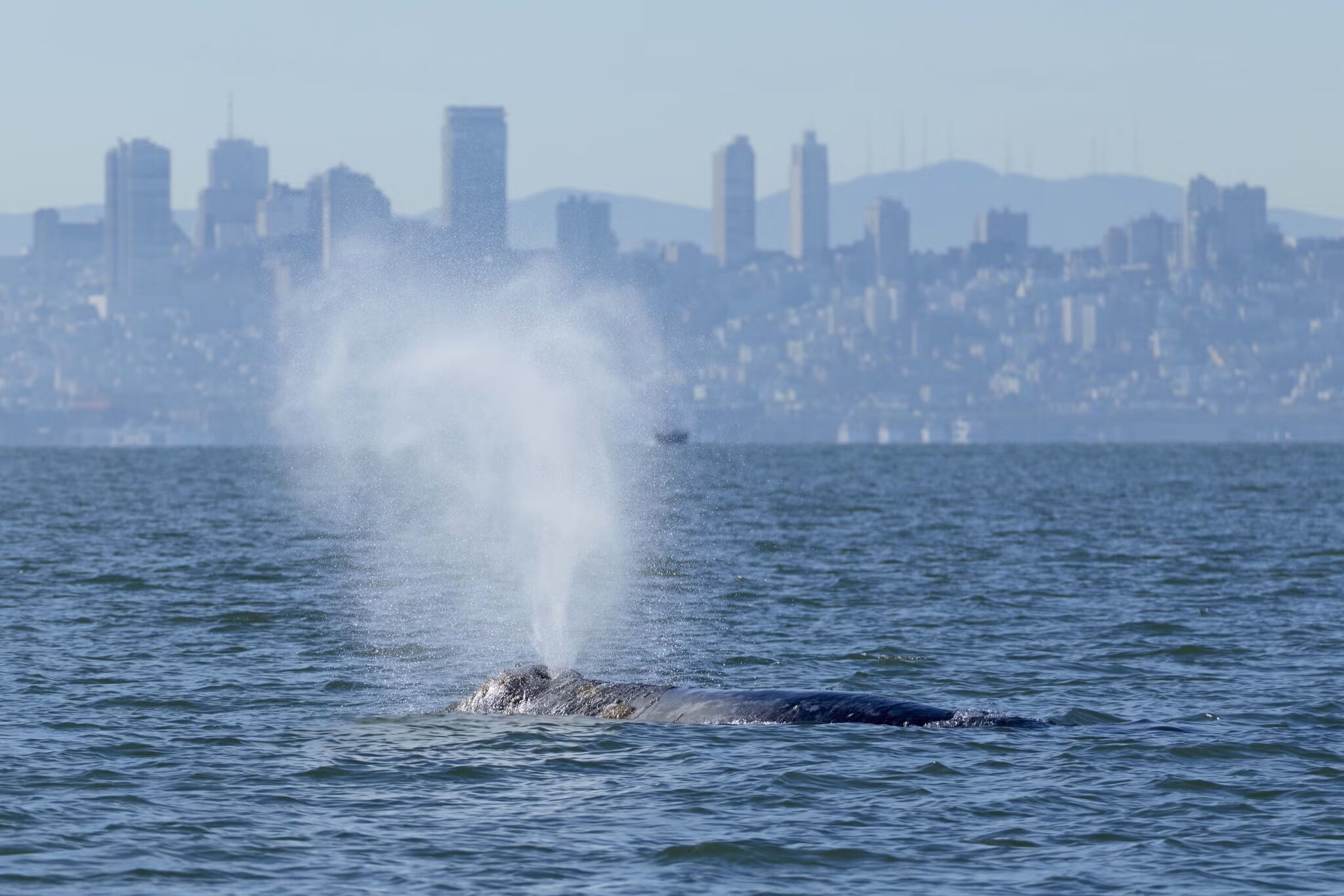 Gray whale killed near Pier 80 in San Francisco Bay