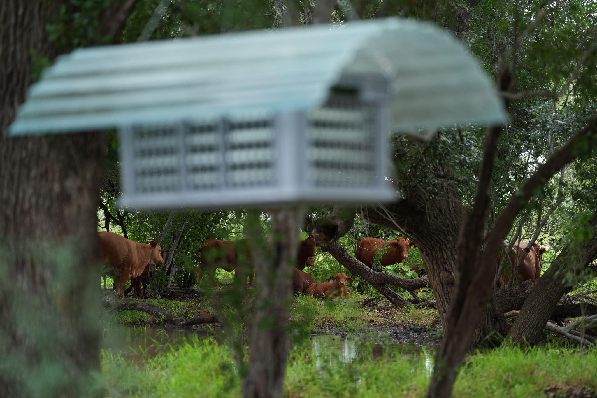 What new federal funding means for Texas' screwworm fight