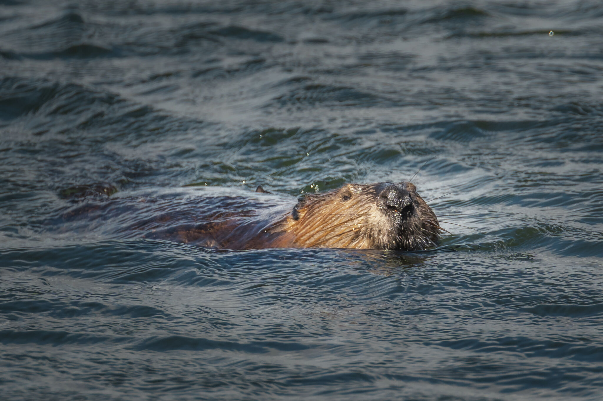 Video shows a beaver swimming in Lady Bird Lake. Do they live in Austin?